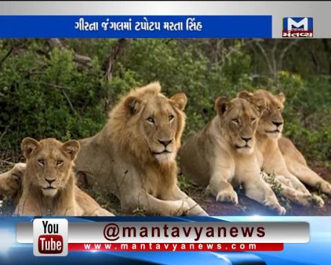 Gir: 12 Lions died in 11 Days