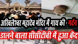 इलाहाबाद में अखिलेश्वर मंदिर में मिले गाय की गर्दन का सच सीसीटीवी में कैद || UP TAJA NEWS