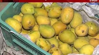 Jamnagar : Vipaksh Neta Raid On Mango's Gowdown