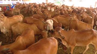 Importance of Gir Cow 's Milk Special Covrage by Abtak Channel