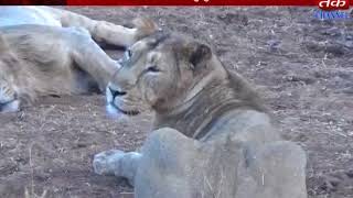Gir somnath : king of sasan gir is having vacation of  15 june to 16 october lion show is closed