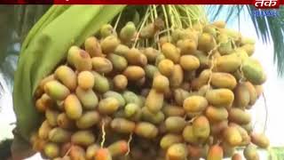 Keshod : farmer gets abundant fruits at kareni crop