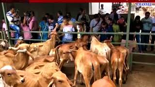 Damnagar : god mahavir swami jain panjrapol distribute meat to the cow
