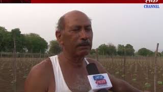 SABARKATHA : Farmer Gets Wormed BCZ Of No Rainfall