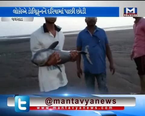 Valsad: Dolphin Fish found near Sea Beach