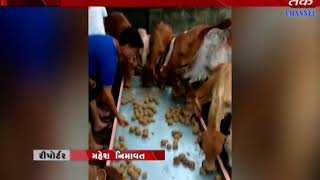 Vishavadr :GauRakshak Offered 170 kg Laadu to cows