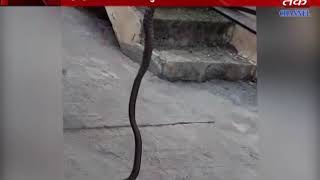 Bagasra : Poiszenalsed Snake Panic The citizens
