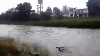 हिमाचल: मंडी जिले में पानी में बह रहे जानवर को युवकों ने अपनी जान पे खेल के बचाया