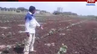 Metoda : Crop damage in fields at khirasara