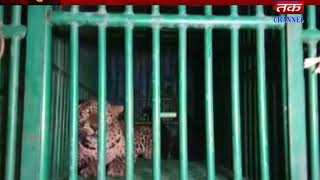 Jetpur : Leopard Caught Gaiter 12 Days