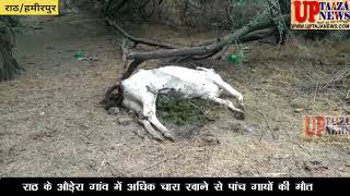राठ के औड़ेरा गांव में अधिक चारा खाने से पांच गायों की मौत