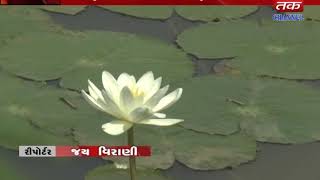 Keshod : Implement lotus in rural areas of taluka
