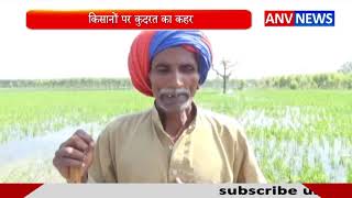 किसानों पर कुदरत का कहर || ANV NEWS