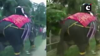 Kripanath Mallah, a newly-elected Assam deputy speaker falls off an elephant during welcome ceremony