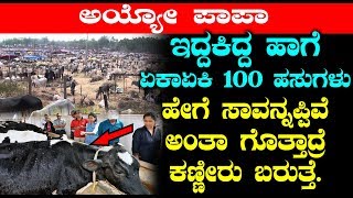 ಇದ್ದಕಿದ್ದ ಹಾಗೆ ಏಕಾಏಕಿ 100 ಹಸುಗಳು ಹೇಗೆ ಸಾವನ್ನಪ್ಪಿವೆ ಅಂತಾ ಗೊತ್ತಾದ್ರೆ ಕಣ್ಣೀರು ಬರುತ್ತೆ | #Kannada