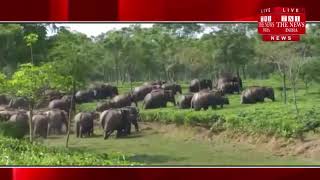 [ Assam ] असम राज्य के शोणितपुर में जंगली हाथियों ने मचाया उत्पाद, / THE NEWS INDIA
