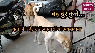 Rohini brave dogs.... कुत्तों की दिलेरी ने बदमासों को पकड़वाया