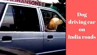 Dog driving car on indian roads