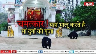 अद्भुत ! इस मंदिर में भालू करते है माँ दुर्गा की पूजा...| Navratri 2018 | IBA News |