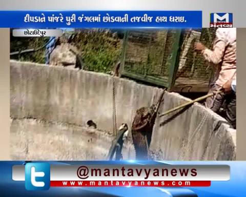 Chhota Udaipur: A panther has been rescued by Forest Department | Mantavya News
