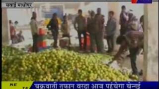 jantv sawaimadhopur farmer produce more news guava