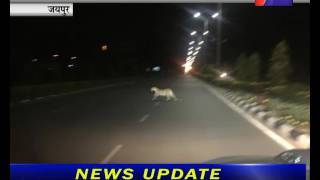 जयपुर जेएलएन मार्ग पर दिखा पैंथर Panther Showing JLN Route
