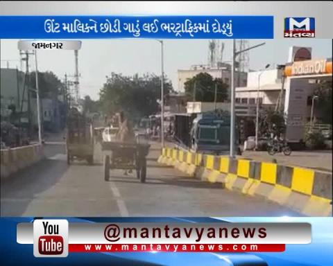 A camel Runs off in the city of Jamnagar leaving his possessor Behind
