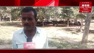 Lucknow ] लखनऊ में सिंचाई विभाग का डाक बंगला ऑफिस बना भैंसों का तबेला / THE NEWS INDIA