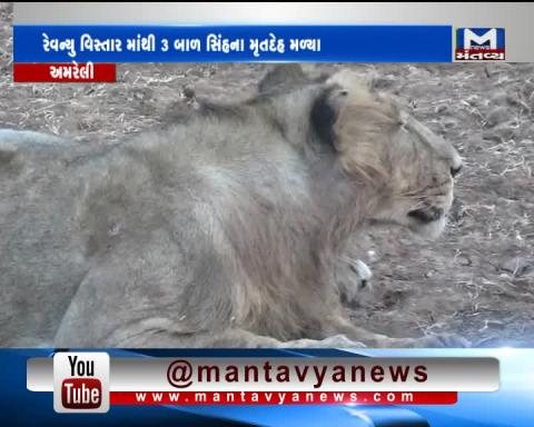 Carcasses of three lion cubs found near the Revenue Area in Amreli | Mantavya News