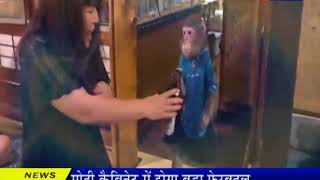 OMG !  रेस्टोरेंट में बंदर करते हैं वेटर का काम |  Japan | Monkey are Waiters in Restaurants