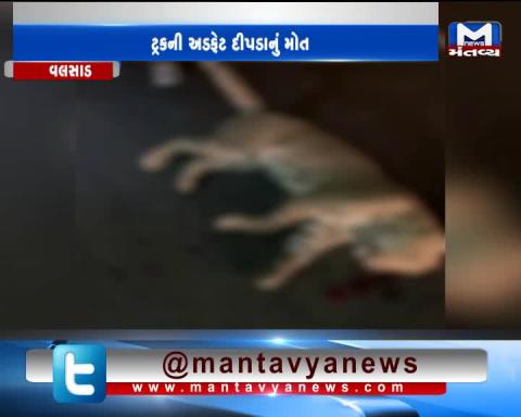 Ahmedabad: Leopard died after being hit by a truck on highway | Mantavya News