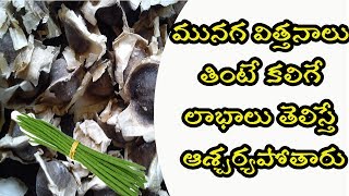 మునగ విత్తనాలు తింటే కలిగే లాభాలు తెలిస్తే ఆశ్చర్యపోతారు health benefits of drumstik Seeds in telugu