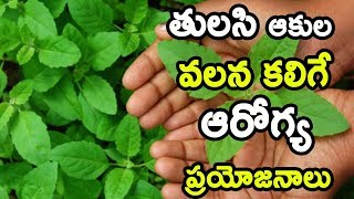 తులసి ఆకుల వలన కలిగే ఆరోగ్య ప్రయోజనాలు ? | Telugu Health Videos |