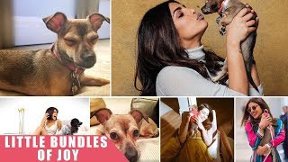 #CelebPetstagram: Meet Priyanka Chopra’s Cutesy Pets
