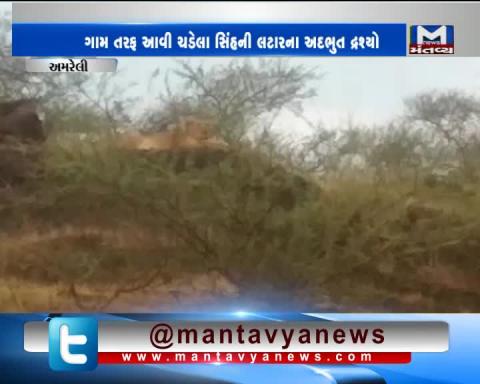 Amreli: Viral Video of Lion's Roar in Ramgadh | Mantavya News