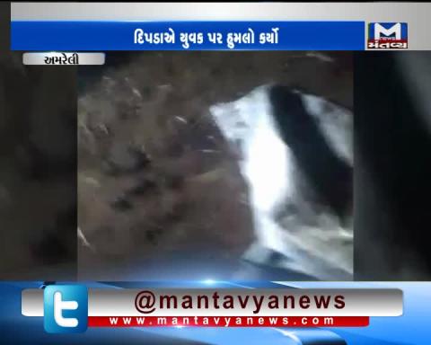 Amreli: A man has been attacked by Leopard | Mantavya News