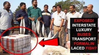 EXPOSED! FORMALIN LACED FISH TRANSPORTED BY LUXURY BUSES TO GOA?