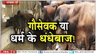 गाय की सेवा धर्म, तो किनारा क्यों ?,गौसेवक या धर्म के धंधेबाज ! | Farukhabad | IBA NEWS |