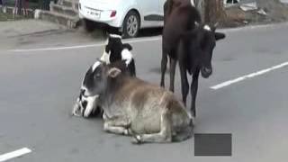 Htoday News Channel dharmshala animals problem