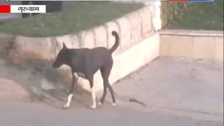 आदमखोर कुत्तों का आतंक , देखिये || ANV NEWS Haryana