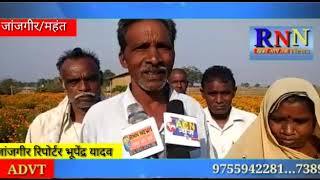 RNN NEWS CG 27 11 18/जांजगीर/महंत/किसान बद्री ने गेंदे की खेती कर मिसाल कायम किया।