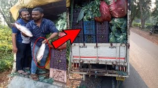 Fish Smuggled Into Goa In Vegetable Van