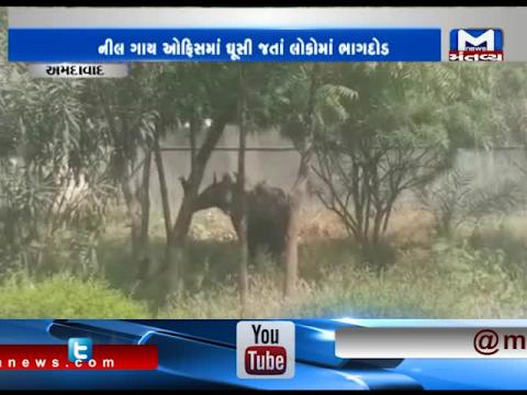 Ahmedabad: Forest Department has caught a Nilgai entered in Registry & Trademark Office