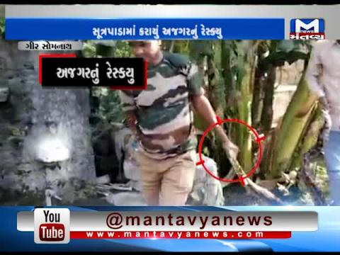 Gir Somnath: Forest Officers rescued a 7 foot long Indian rock python