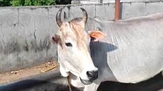 हमीरपुर समेत पूरे प्रदेश में पशुओं में बढ़ रही बांझपन की बीमारी ने पशुपालकों की  बढ़ा दी चिंता
