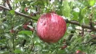 सेब उत्पादन की पैदावार करने वाले हिमाचल मे सेब बागवानी संकट के दैार से गुजर रही