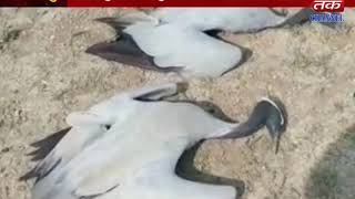 Kalyanpur : 8 birds of birds died on Ranjitpar village