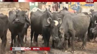 Kachchh : 75 poisoning effect of buffaloes