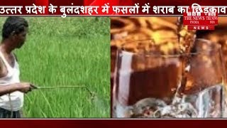 उत्तर प्रदेश के बुलंदशहर में किसान बेहतर फसल के लिए शराब का छिड़काव कर रहे हैं।THE NEWS INDIA