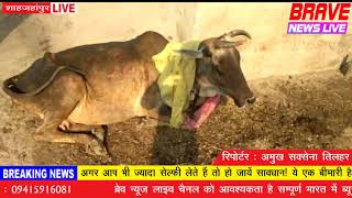 शाहजहांपुर : आग लगने से दो घर हुए जलकर राख, 7 गायें झुलसी, 2 की मौत - BRAVE NEWS LIVE